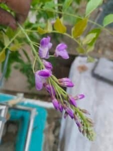 Photo from L.N. Panigrahi's review