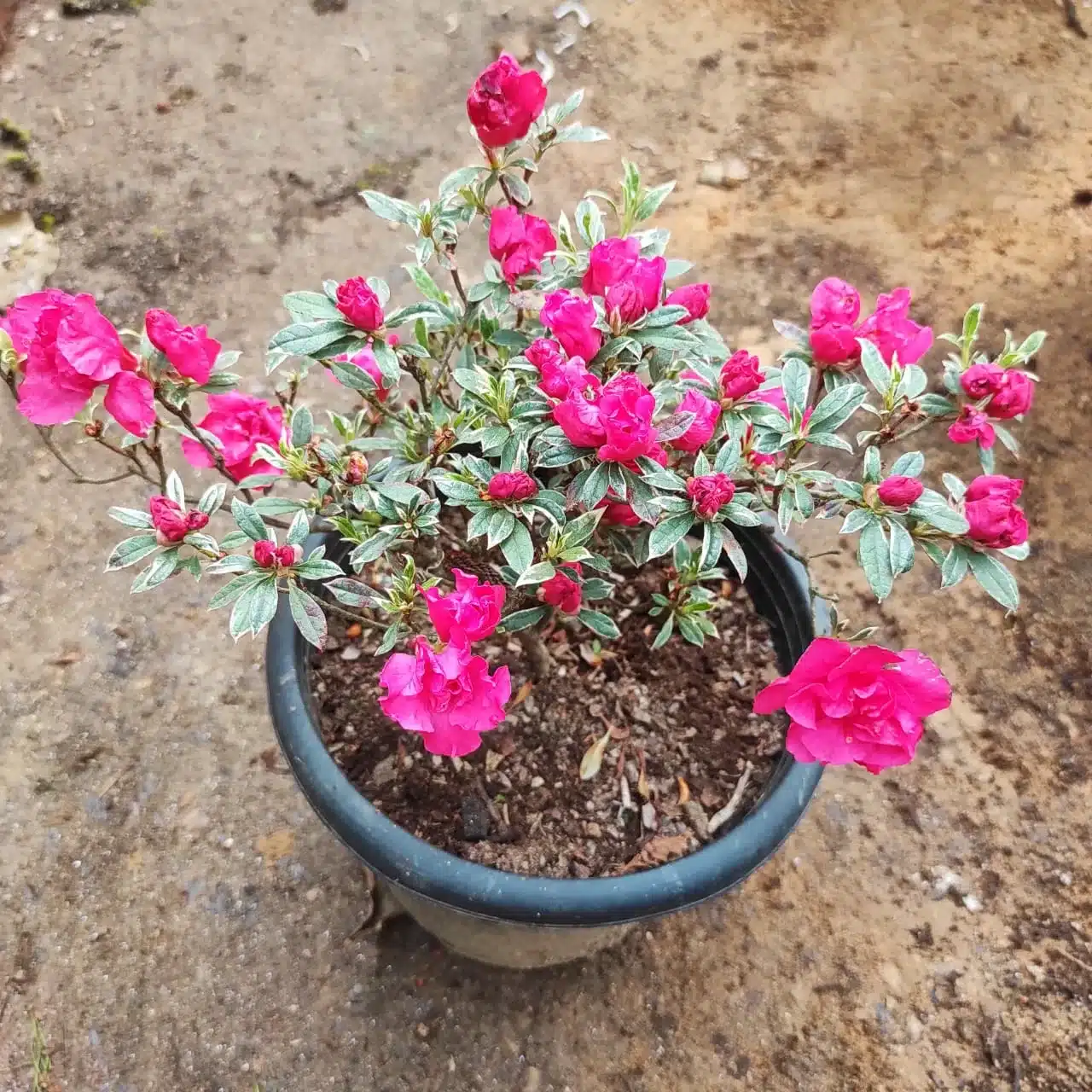 Azalea X Silver Sword Double Flowering Plant