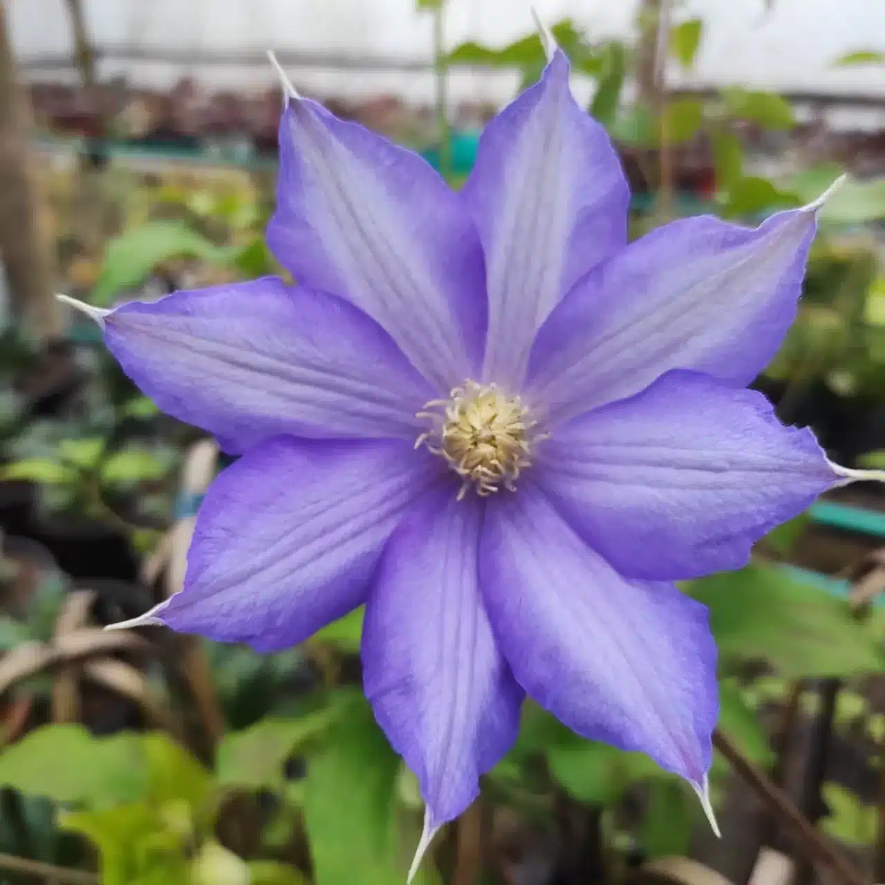 Clematis (Random Color)