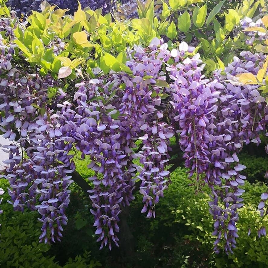 Wisteria Sinensis (Purple) - Fragrant Climbing Vine | Garden Decor