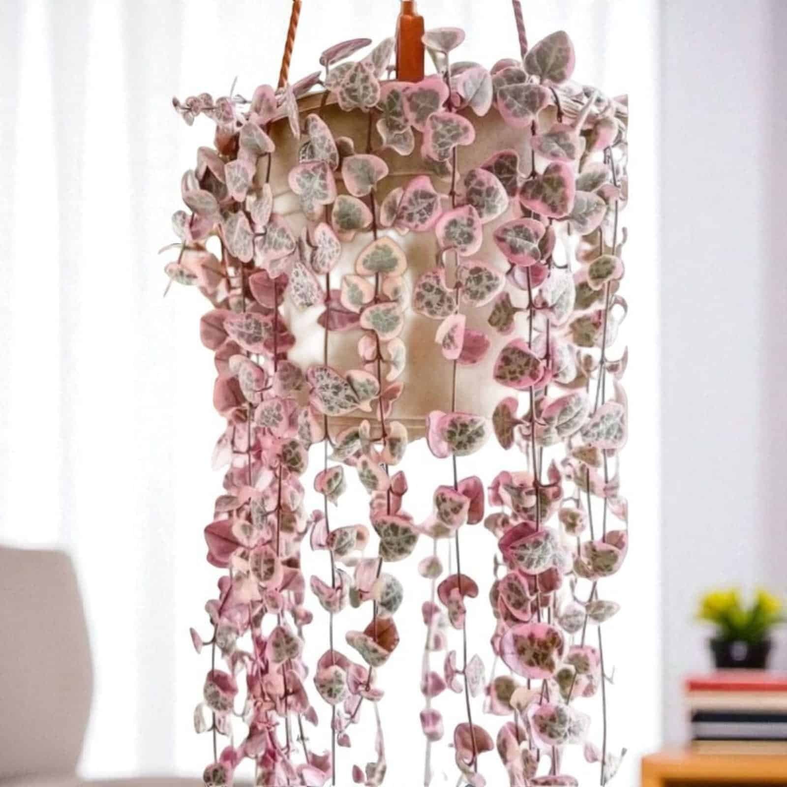 Variegated String of Heart (Ceropegia Woodii f. variegata)