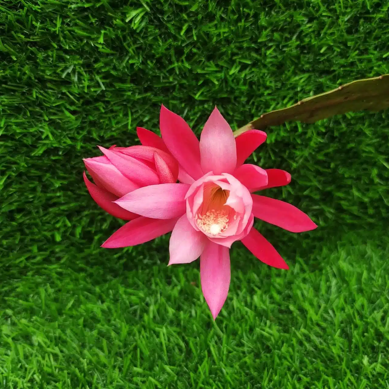 Epiphyllum Oxypetalum (Brahma Kamal) Baby Pink Color