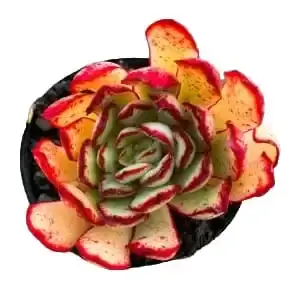 Echeveria Pulidonis ‘Christmas’