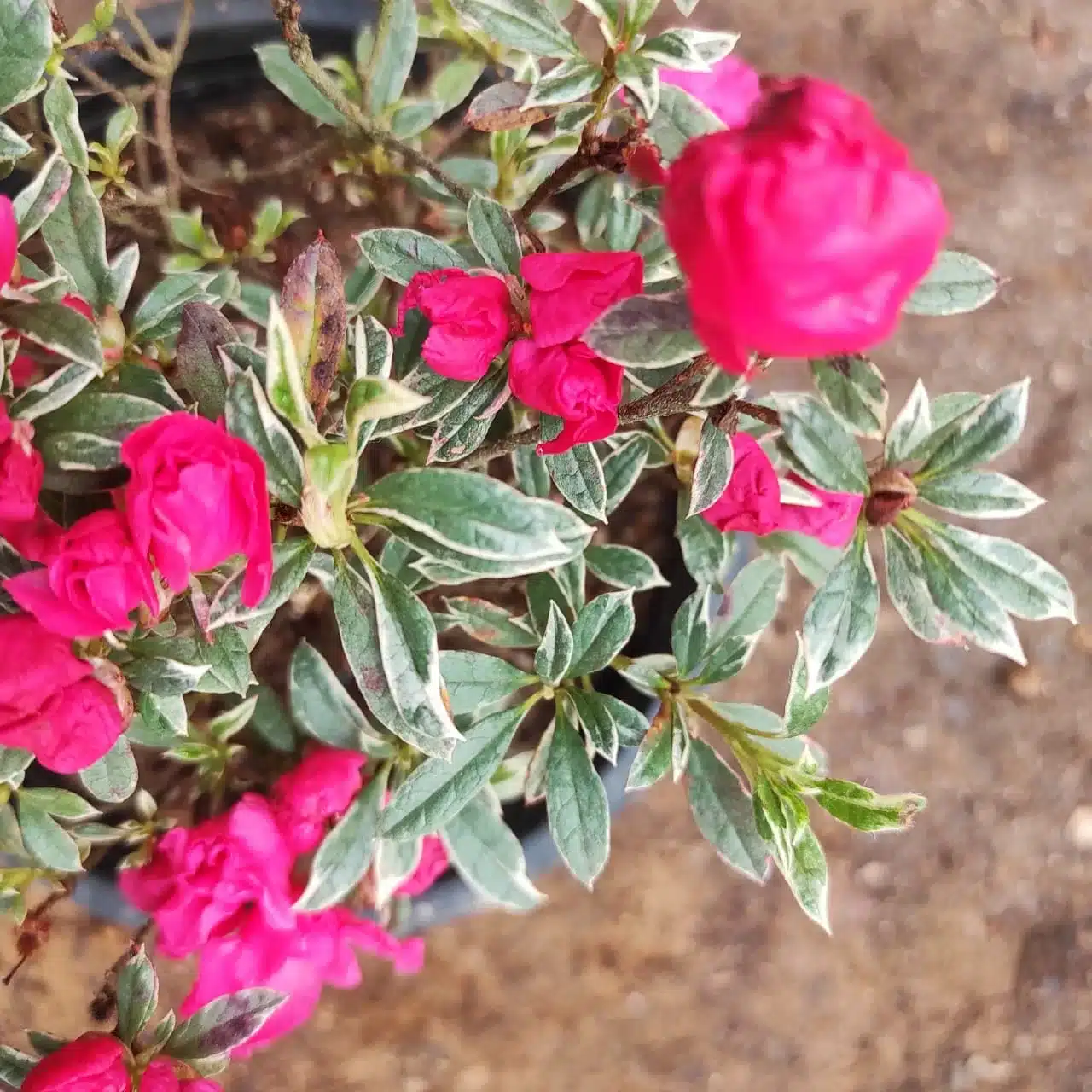 Azalea X Silver Sword Double Flowering Plant