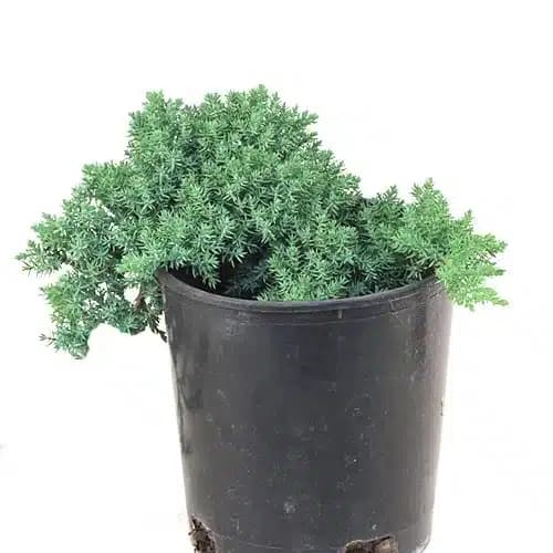 Dwarf Juniperus Procumbens(Nana) Decumbent juniper
