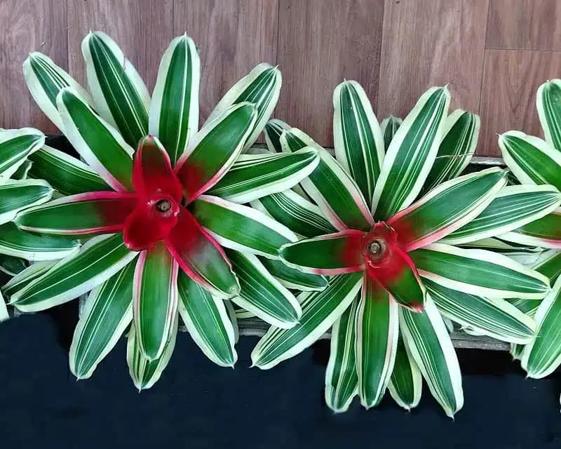 Neoregelia carolinae cv. Flandria - Variegated Bromeliad with Red Center