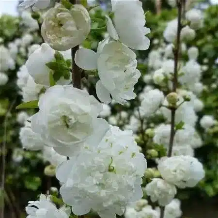 Japanese Dwarf Cherry(Prunus Glandulosa Alba Plena)