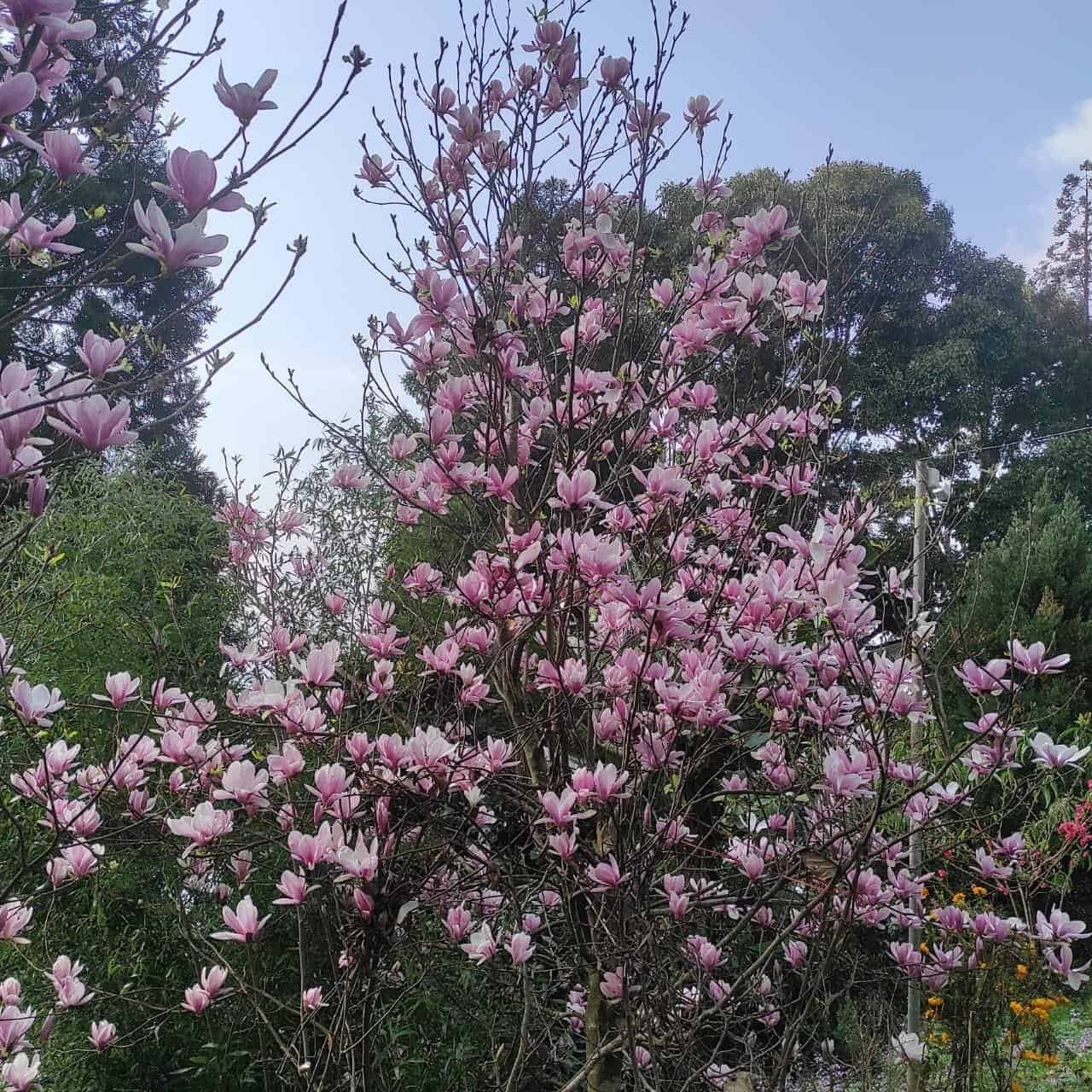 Magnolia x Soulangeana - Beautiful Flowering Tree for Your Garden