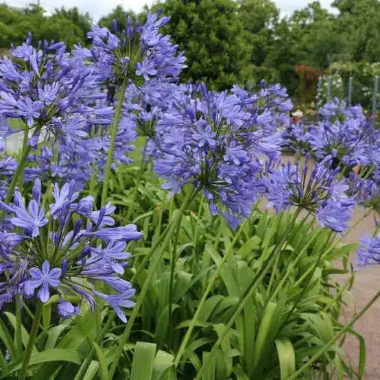 Agapanthus Lily "Purple Cloud" Bulb - Easy-to-grow African Lily for Your Garden