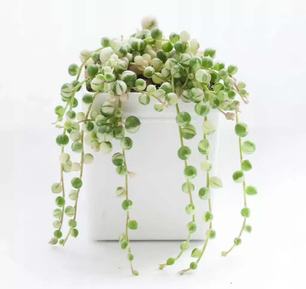 Variegated String of Pearls (Senecio Rowleyanus/Starzec Rowleya)