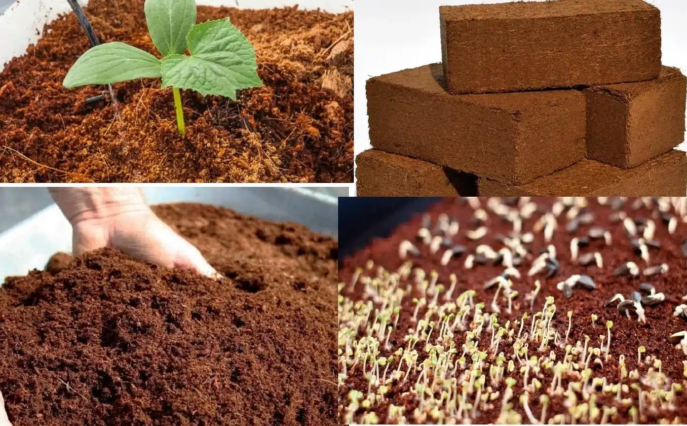 Cocopeat: Sustainable Gardening Medium for Improved Plant Growth