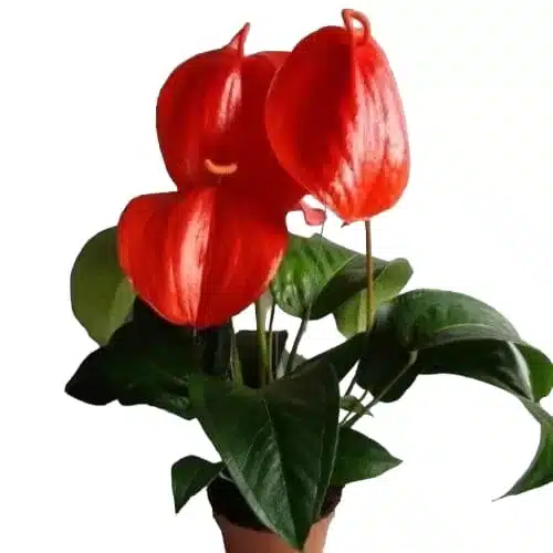 Buy Anthurium Scherzerianum Red - Vibrant Tropical Plant Online | [Plantshub]