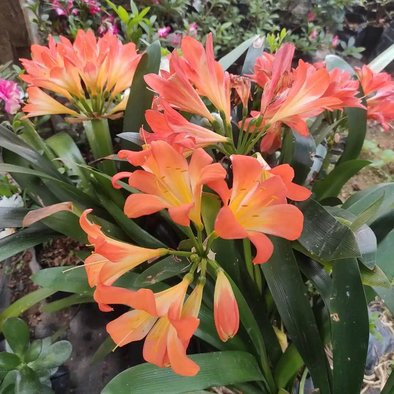 Clivia Miniata (Bush Lily) Light Orange - Plant