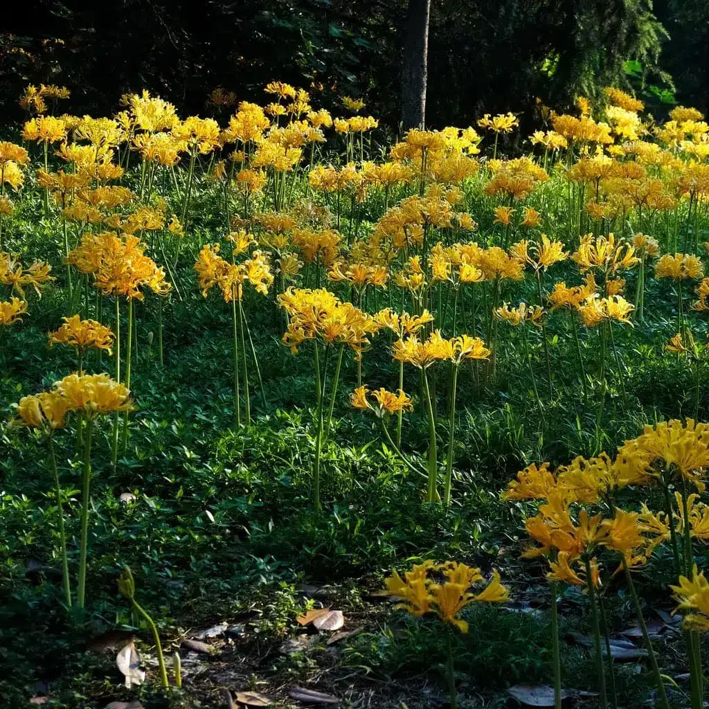 Lycoris Aurea (Yellow Spider Lily)