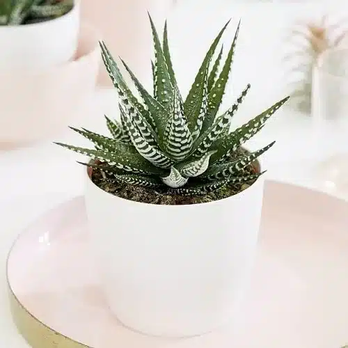 Haworthia Zebra