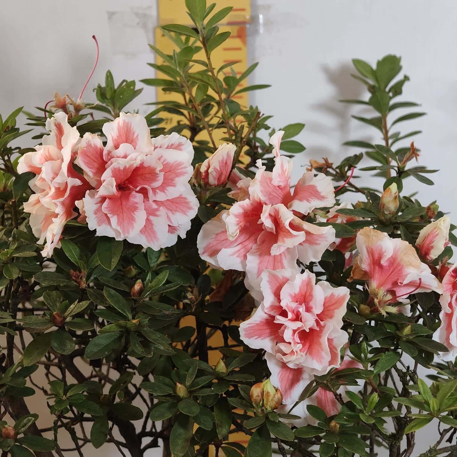 Azalea California Doll