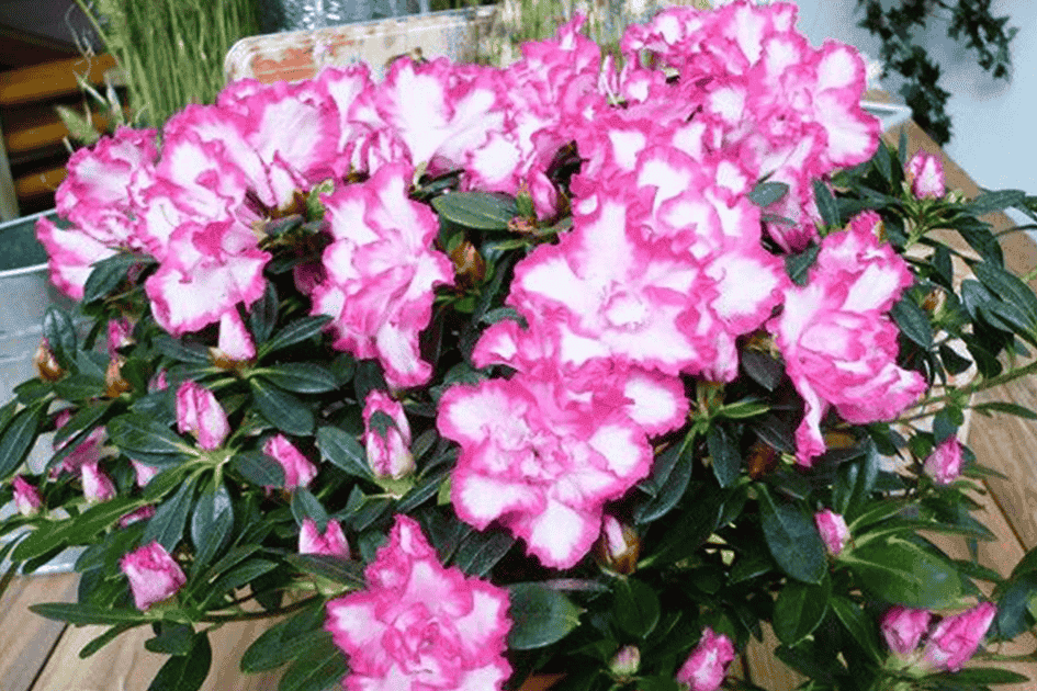 Azalea Leopold