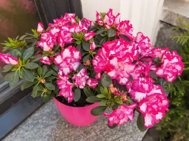 Azalea John Herens