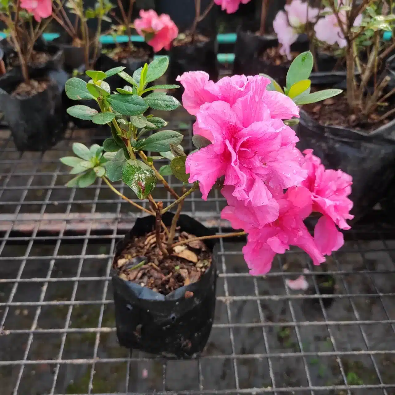 Azalea Belgian Pink