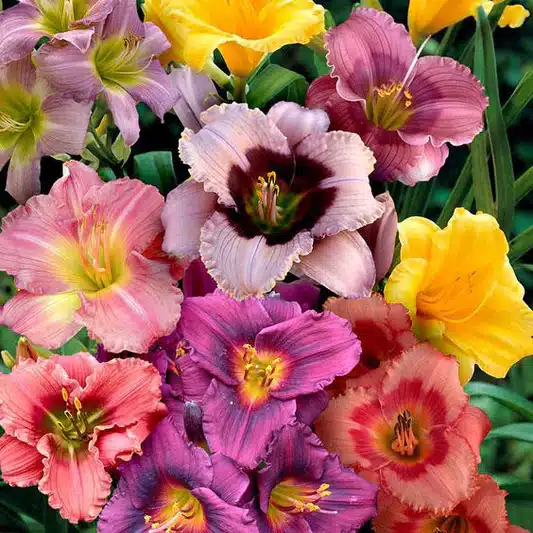 Day Lily Hybrid (Hemerocallis) Random Color