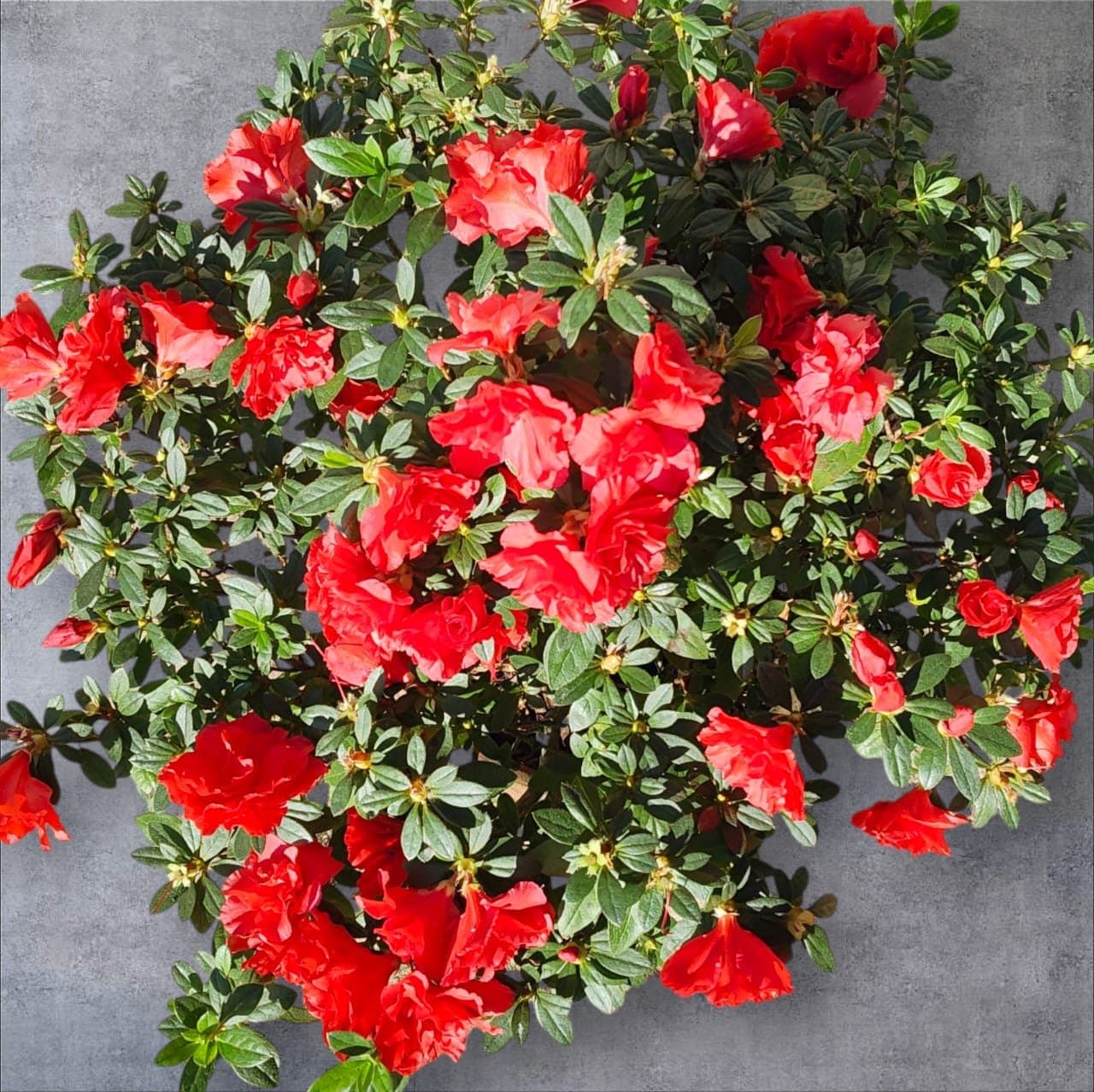 Azalea Super Red
