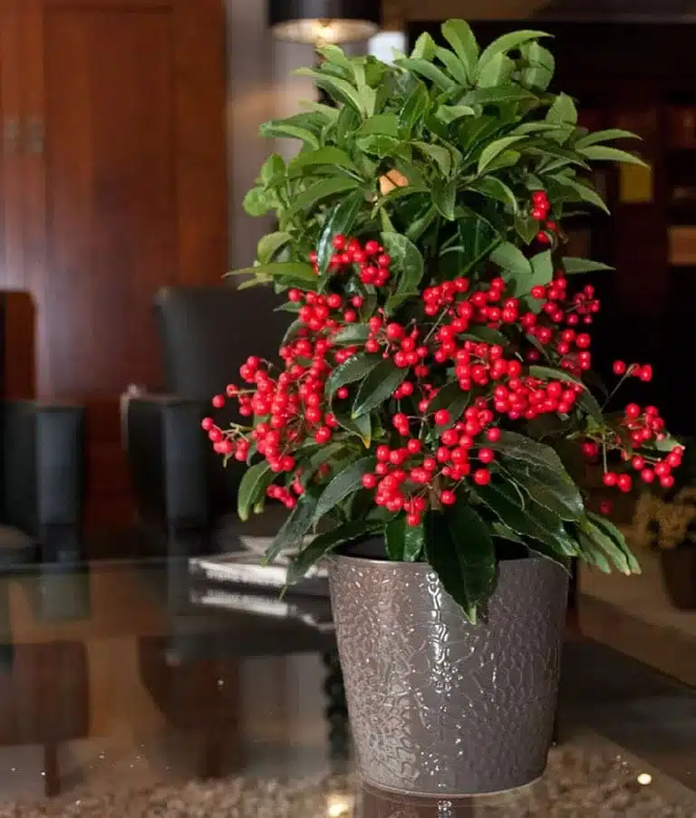 Ardisia Crenata Bospremium