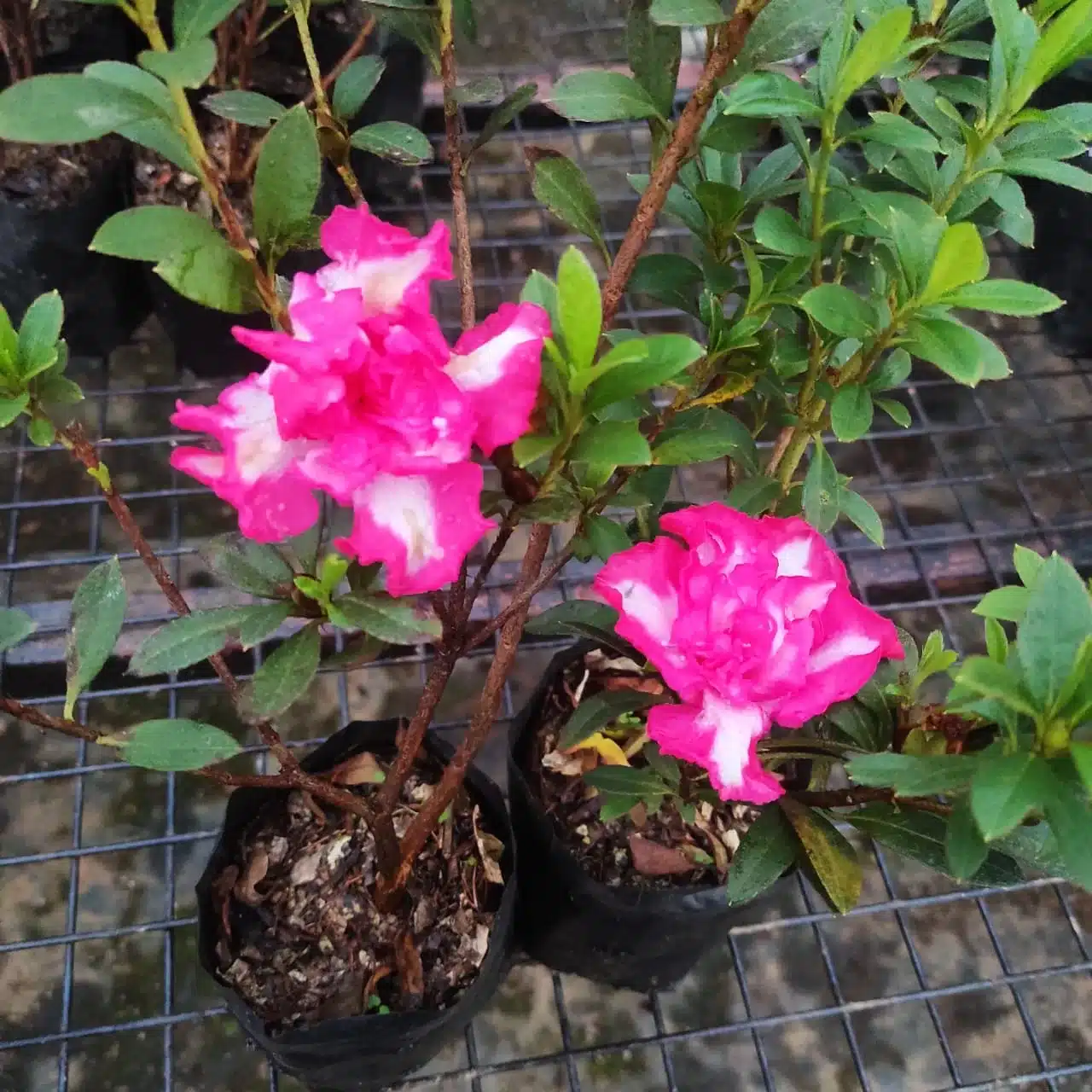 Azalea John Herens