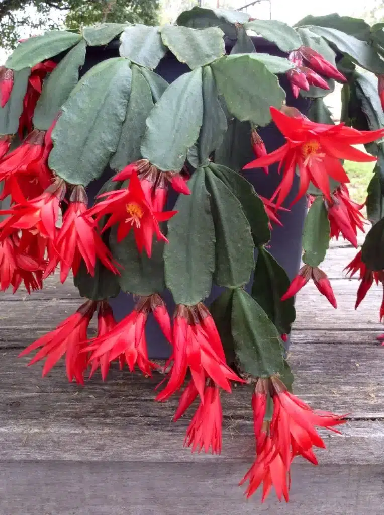Rhipsalidopsis gaertneri (Easter Cactus) Red