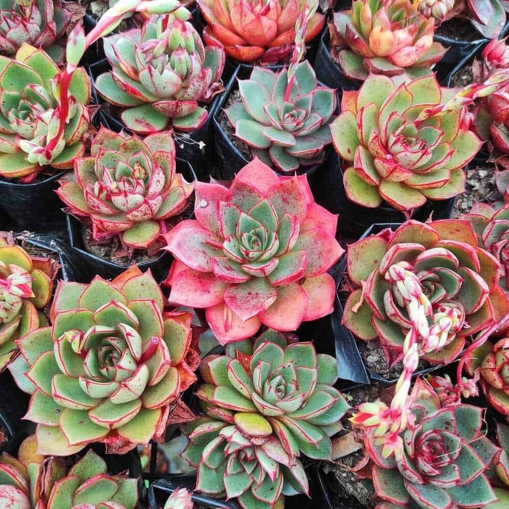 Echeveria Longissima