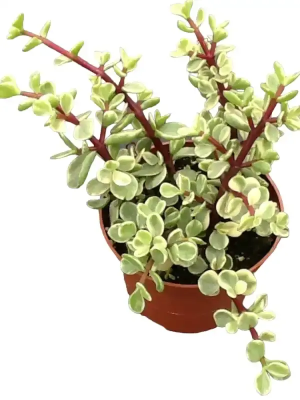 Variegated Mini Jade Portulacaria afra - 'Elephant Bush' Succulent Plant