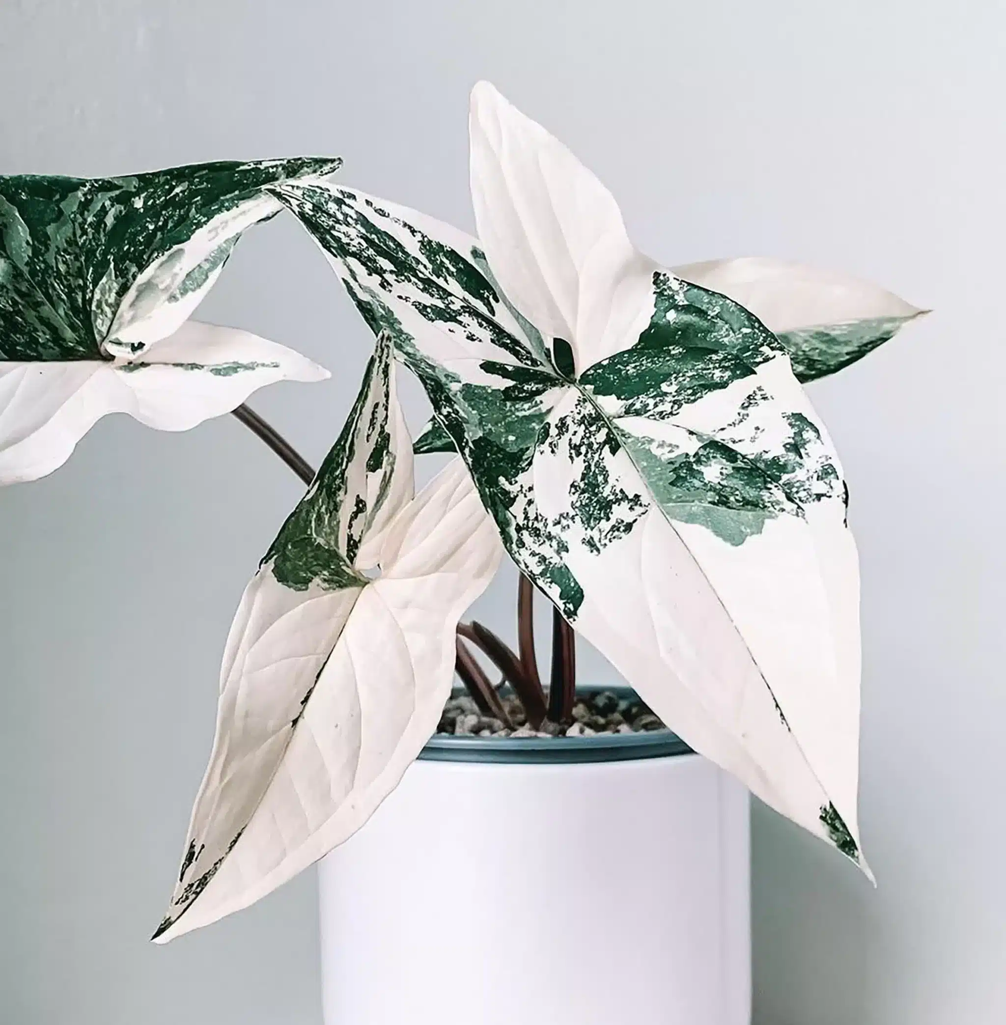 Syngonium Albo Variegata - Stunning Variegated Houseplant