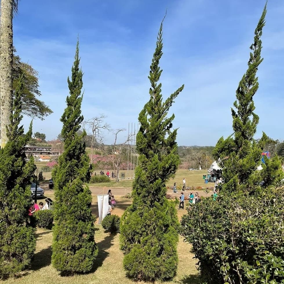 Juniperus Chinensis 'Torulosa' (Hollywood Juniper) : Elegant Evergreen Tree