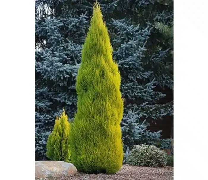Lemon Cypress - Hesperocyparis Macrocarpa 'Goldcrest Wilma' for Garden and Indoor Spaces