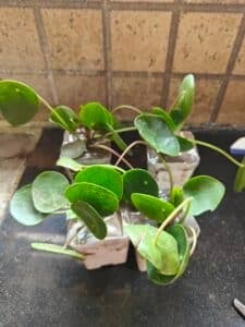 Photo from Sayanti Sikder's review