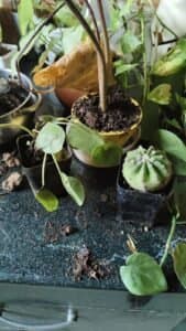 Photo from Pragati Prakash's review