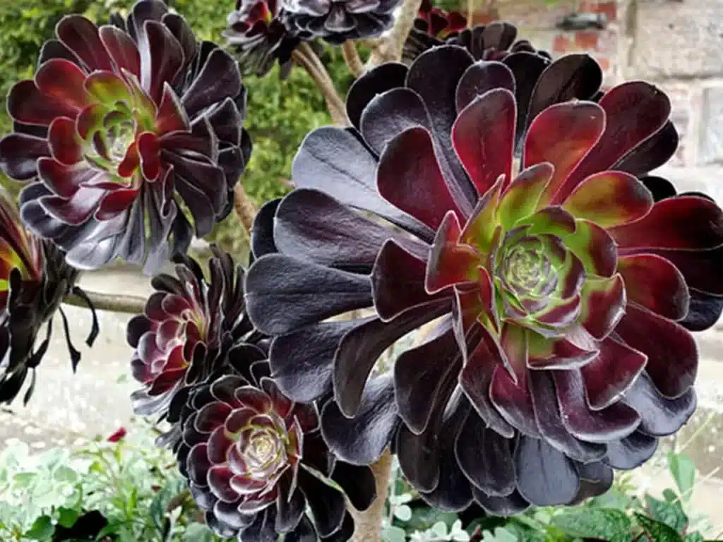 Aeonium arboreum 'Atropurpureum' (Black Rose)