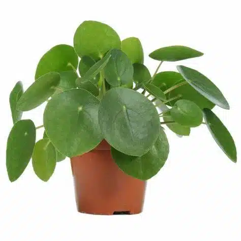 Peperomia Pilea (Chinese Money Plant) - Low-Maintenance Houseplant Symbolizing Wealth