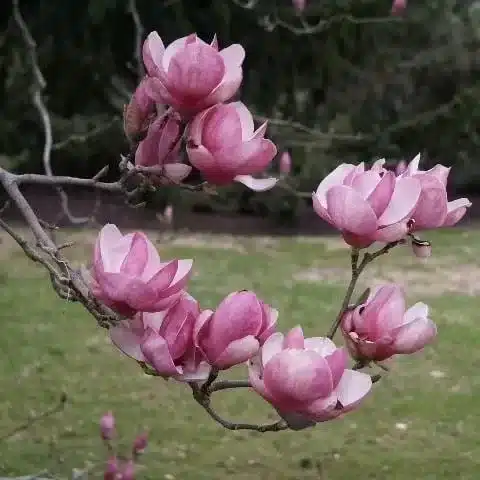 Saucer Magnolia - Tulip Tree: Stunning Flowering Tree for Gardens and Landscapes