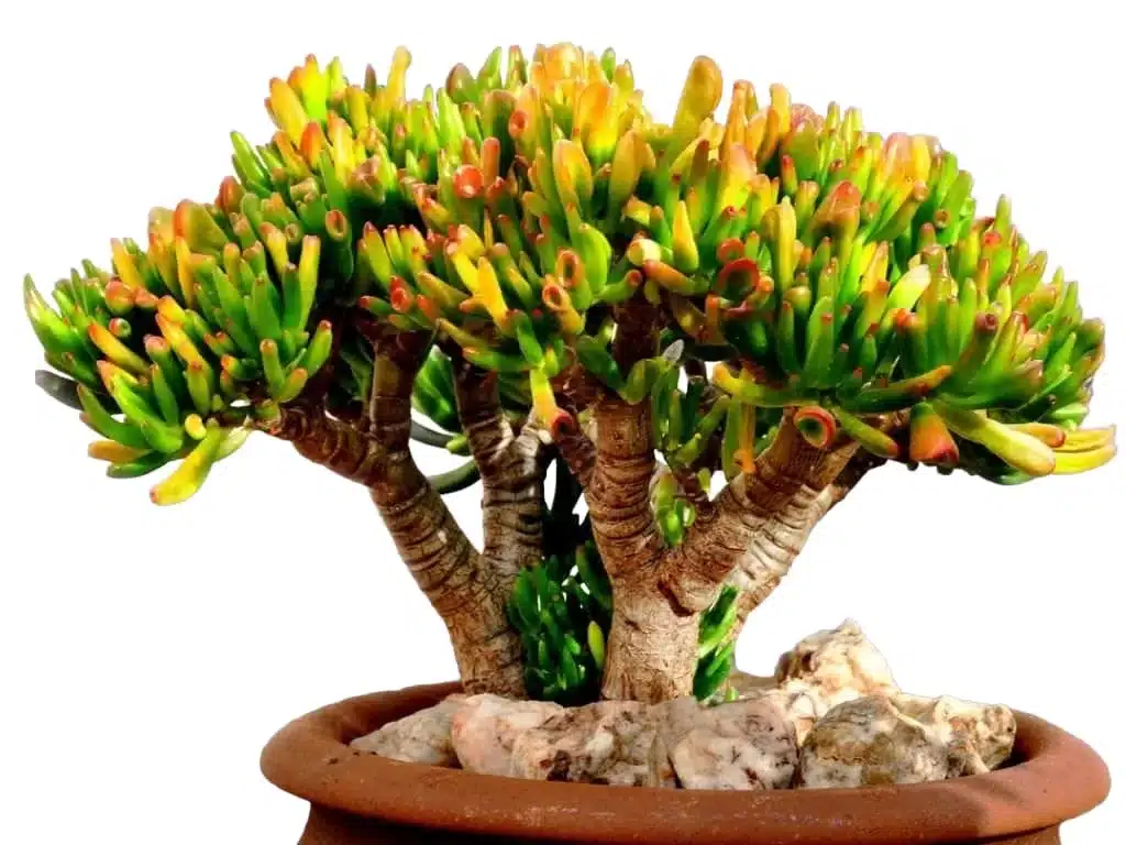 Skinny Fingers Jade (Crassula ovata ‘Skinny Fingers’)