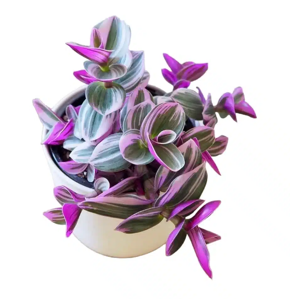 Buy Tradescantia Blossfeldiana 'Nanouk' Pink Wandering Jew - Low Maintenance Houseplant