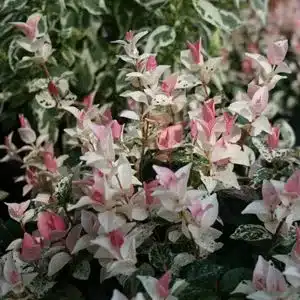 Asiatic Jasmine "Tricolor" Variegated