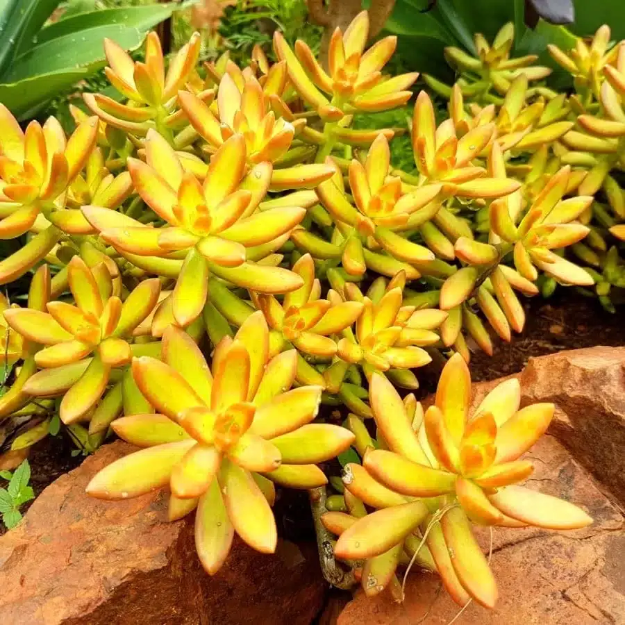 Sedum Nussbaumerianum Orange Delight - Vibrant Orange and Yellow Succulent