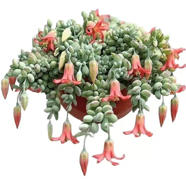 Cotyledon Pendens - Stunning Cascading Succulent for Hanging Baskets and Shelves