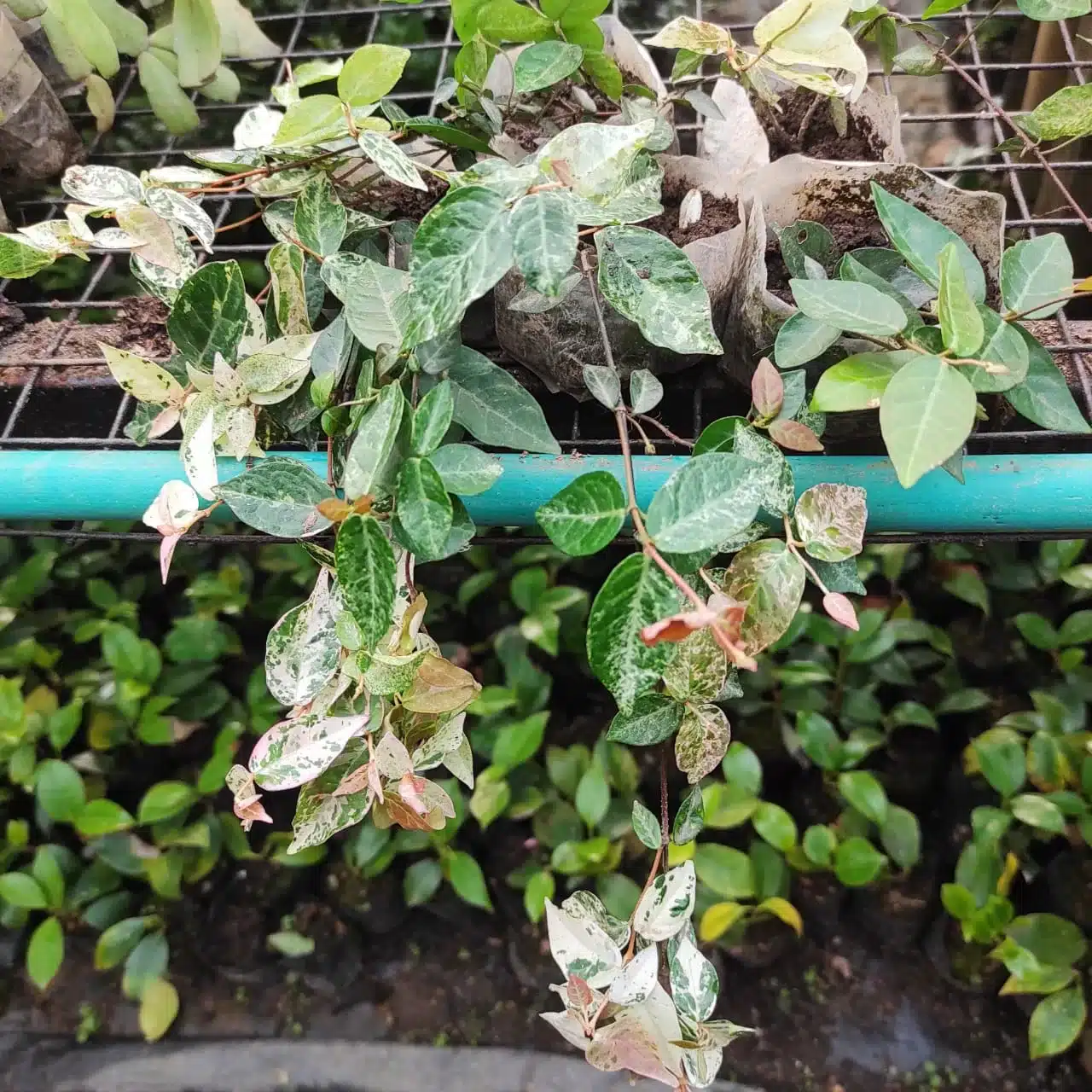 Asiatic Jasmine "Tricolor" Variegated