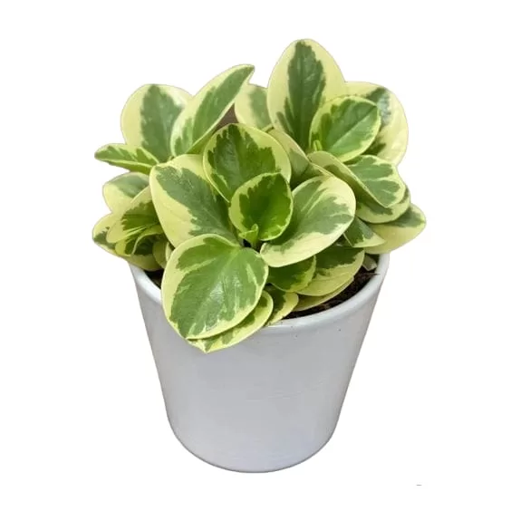 Buy Peperomia Obtusifolia Variegata - Variegated Heart-shaped Plant