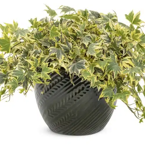 Ivy Yellow Ripple (Hedera helix)