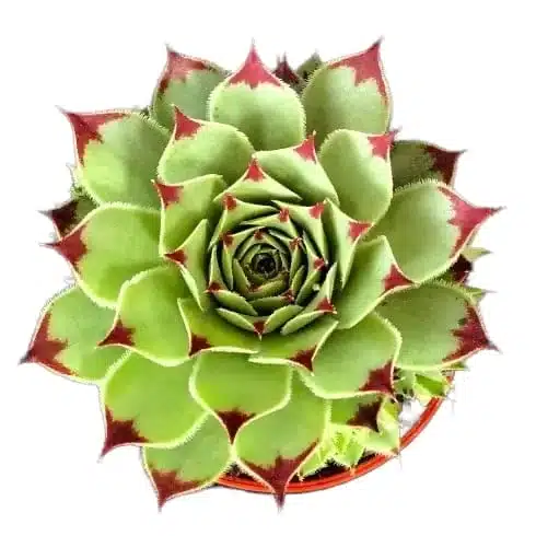 'Laxmi Kamal Red Tip' Sempervivum Calcareum Fire Dragon Live Succulent Plant