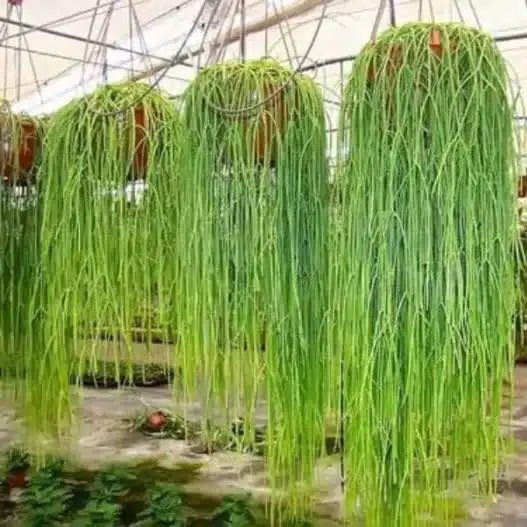 Mistletoe Cactus - Rhipsalis Baccifera: Low-Maintenance Houseplant with Cascading Stems white flowers