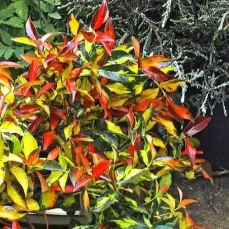 Asiatic Jasmine 'Summer Sunset'