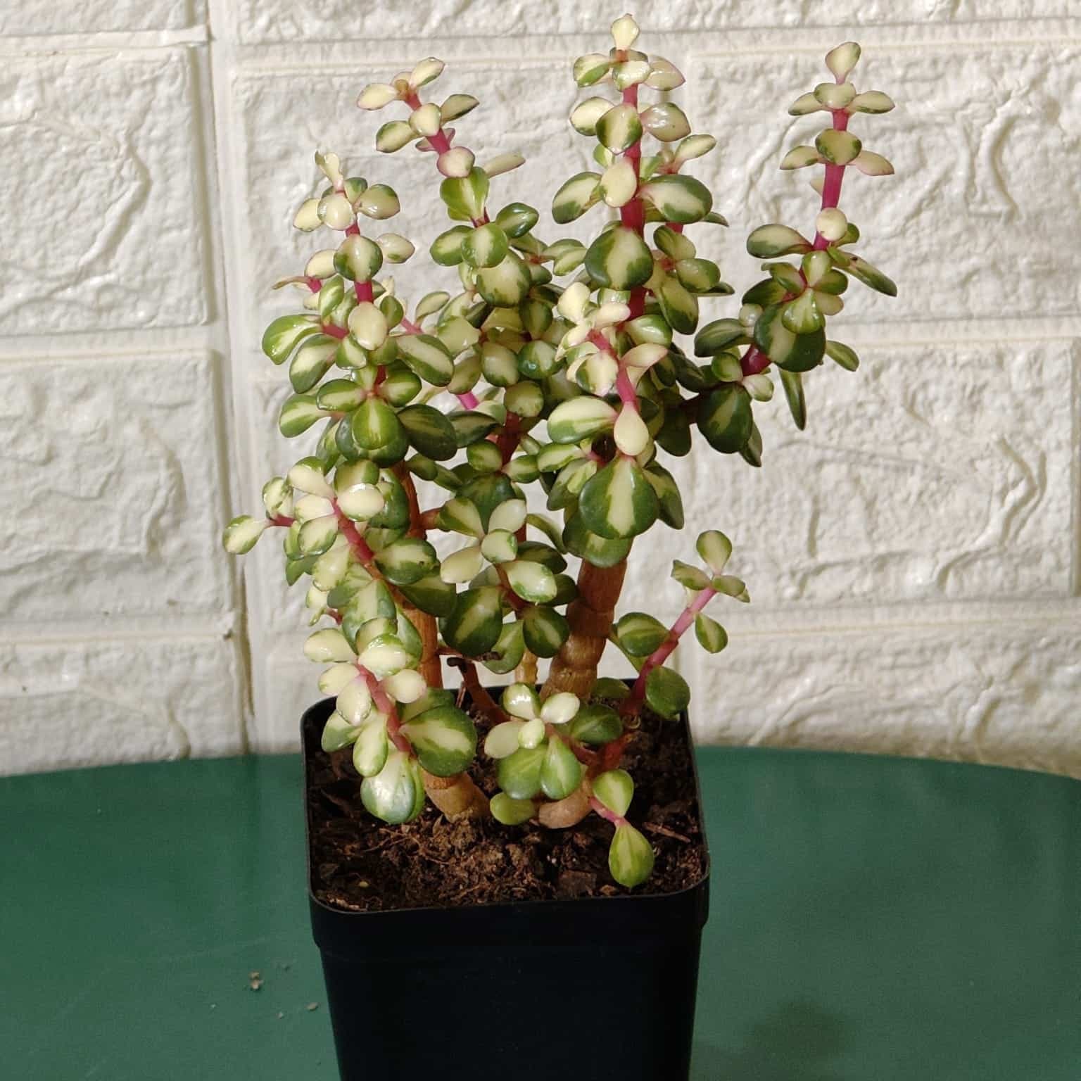 Rainbow Mini Jade Portulacaria Afra ‘Elephant Bush’(Medio picta)